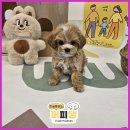 퍼피댕 강아지분양 안심분양소 청주점 말티푸미니비숑토이푸들 이미지