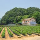 단양군 적성면소재 국유지산아래 텃밭(333평)이있고 정남향집(23평) 급매매 1억7천만원 이미지