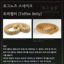 토피