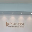 플레이독 파주본점 | 플레이독 파주본점 파주강아지샵 방문 후기