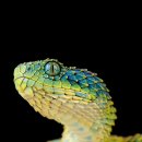 Hairy bush viper 이미지