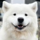 애견세상 이미지