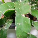 푸른농약사 이미지