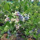 입석리농장 이미지