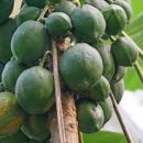 파파야1 이미지