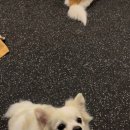 힙독 애견카페 이미지