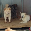 강아지 공화국 이미지