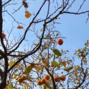 송이버벗 이미지