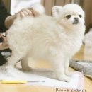 앙꼬네 미용실 이미지