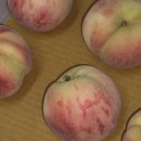 몽실이네 | 몽실이네 미당농원 도도명가 복숭아 복켓팅 후기