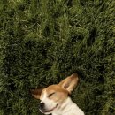 냥이의꿈 이미지