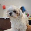 그루밍 펫 뷰티샵 이미지