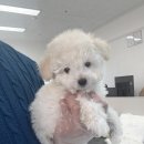 크림푸들 가족이야기 | 서초강아지분양 후기 크림푸들 실제 상담 이야기