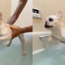 견생공감 이미지