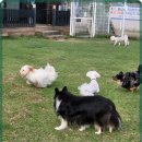 애견카페왕 이미지