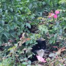 대우별마트 | 🤷🏻‍♀️ 결국 호주로 가는 비엣걸🤷🏻‍♀️ (subclass 491 기술이민 비자 승인 및 미국여행 후기)