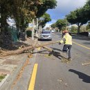 강정동-55 이미지