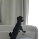 뽀송뽀송애견놀이방 이미지