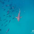 하드락클럽 | 몰디브 허니문 여행 하드락 리조트 추천 올인클루시브 후기