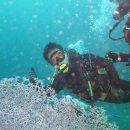 필리핀 사방비치 다이빙 이미지