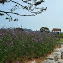 소나무 한우 목장 이미지