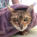 삼호동물병원 이미지