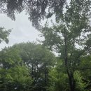 호숫가의아침 | 과천 서울대공원 호숫가 둘레길 초록빛 호수, 그리고 나만의 느린 걸음 (일상쉼터)