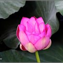 강주연못 이미지