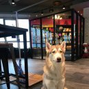 퍼피아이애견 이미지