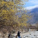 그냥 심심해서요. (45359) 구례군 지리산 산수유마을 이미지