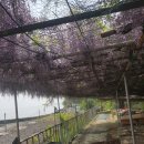 등나무민박 이미지