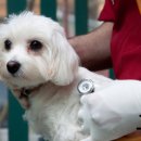 사천동물병원 이미지