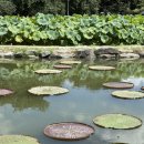 994 | [부여 1박 여행] 금사리 빨간지붕집, 장원막국수, 시골통닭, 합송리994, 칠갑산자연휴양림 계곡 후기