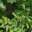 너래농원 이미지