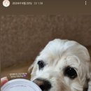 어뇽어뇽 네이버블로그