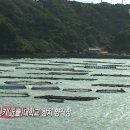 참치대국