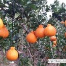 서당 농장 이미지