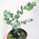 폴리안 - 남양주시 다산지금로 124-38 | 폴리안