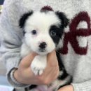 드림독 강아지분양 안심분양센터 인천점 이미지