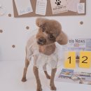 알콩달콩 애견미용실 이미지