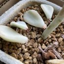 UR(천안시)-[성진로]-하-12 | [🐻log] 천방지축 얼렁뚱땅 빙글빙글 돌아가는 곰씨의 하루 - 6