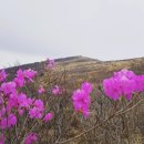 5월 23일 (토) 영남알프스 재약산(100 대 명산) / 천황산 연달래 군락 산행안내 및 예약 이미지