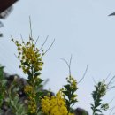 고븐달 제주 이미지