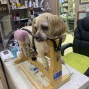 이윤권양한방동물병원 이미지