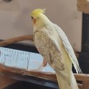 미어캣인더시티 이미지