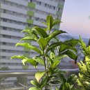 아델라농장 이미지