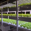 마곡농장 | 마곡 점심 식사도 맛있는 고깃집 [송도갈매기 마곡점] 방문 후기