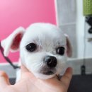 위드독스 샵 이미지