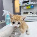 주안동물병원 이미지