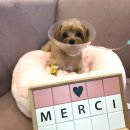 땅콩동물병원 이미지